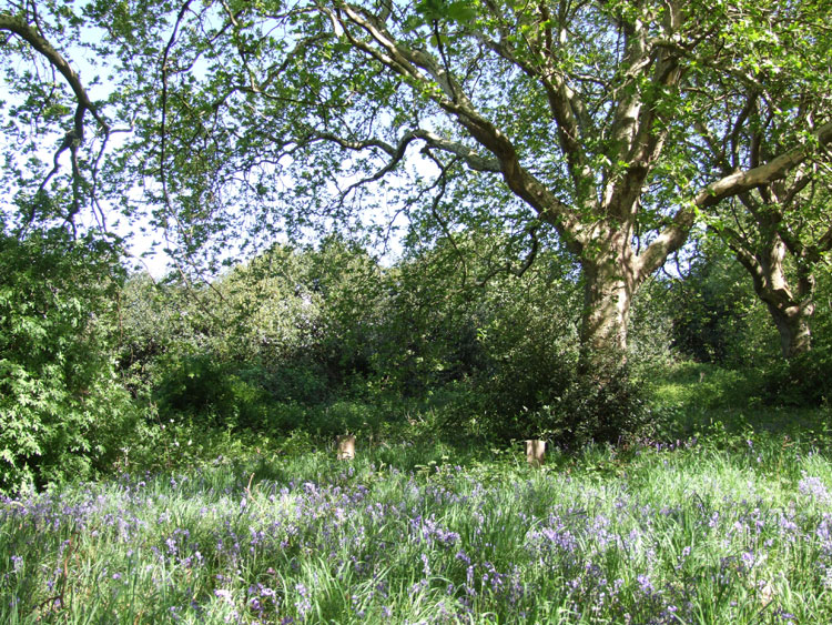 The woodland area in Derby (Nottingham Road) Cemetery in which Private Walsh's grave is found.